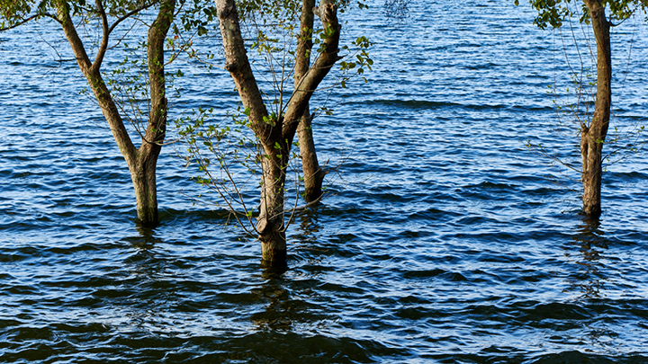 Hochwasser reicht einer Gruppe von Bäumen beinahe bis zu den untersten Ästen hinauf.